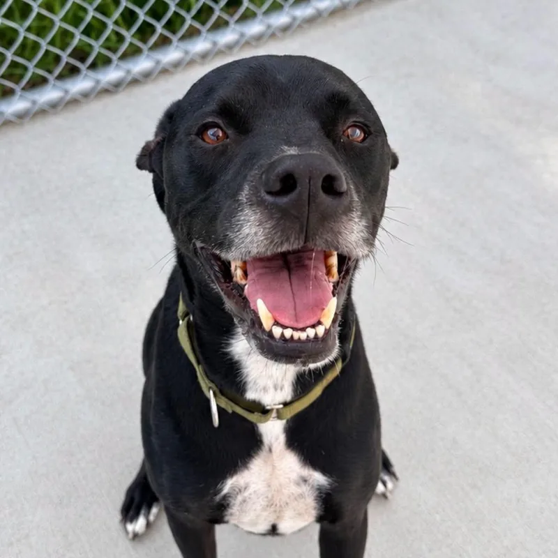 An adult medium-sized male Black Mixed Breed dog named Russell for adoption in Warren, OH