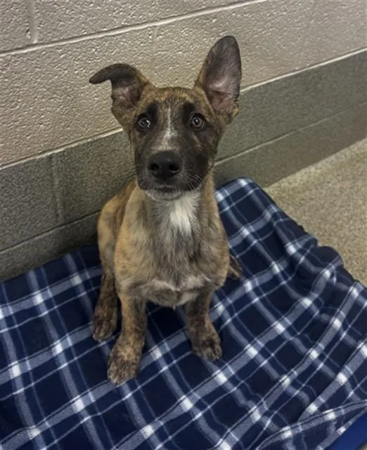 A baby small-sized male Dutch Shepherd dog named Rhodes for adoption in Statesville, NC