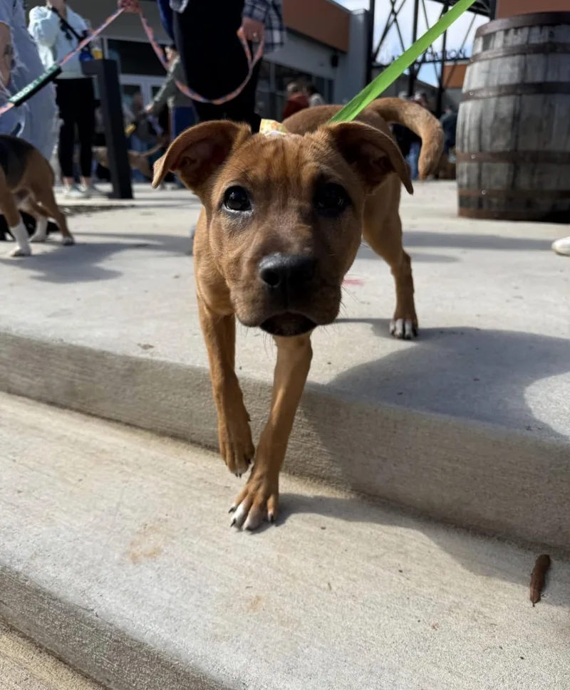 A young medium-sized female Red / Chestnut / Orange Mixed Breed dog named Punkin for adoption in Cornelius, NC