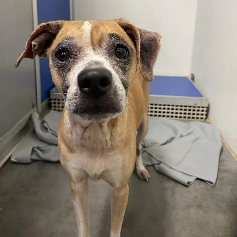 An adult medium-sized female Yellow / Tan / Blond / Fawn Mixed Breed dog named Sunny for adoption in Dickinson, TX