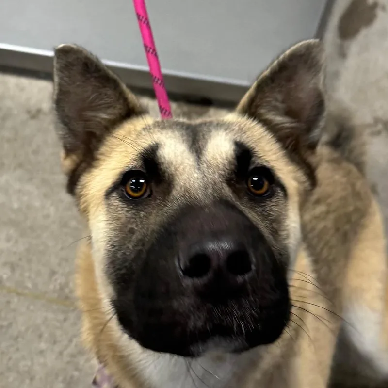 A young medium-sized female Yellow / Tan / Blond / Fawn Mixed Breed dog named Lilly for adoption in Las Cruces, NM