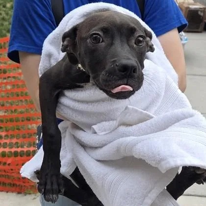 A baby medium-sized female Mixed Breed dog named Shelly for adoption in Voorhees, NJ