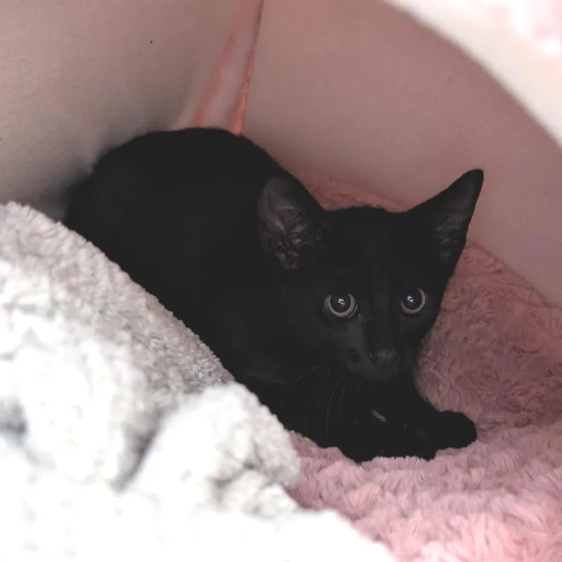 A baby small-sized male Black Domestic Short Hair cat named Leo for adoption in Buchanan Dam, TX