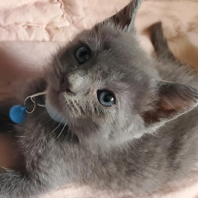 A baby small-sized male Gray / Blue / Silver Domestic Medium Hair cat named Lurch for adoption in Inman, SC
