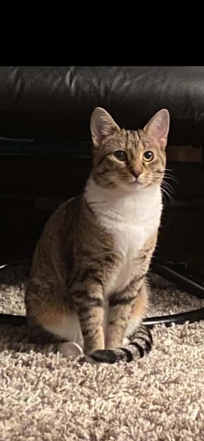 An adult medium-sized male Domestic Short Hair cat named Nala n Simba for adoption in Delmont, PA