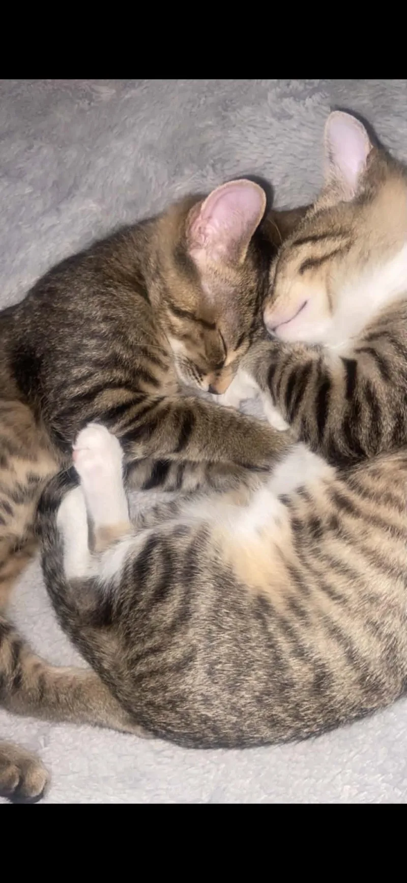 Nala n Simba thumbnail 3