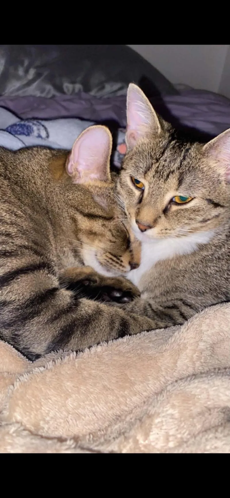 Nala n Simba thumbnail 4