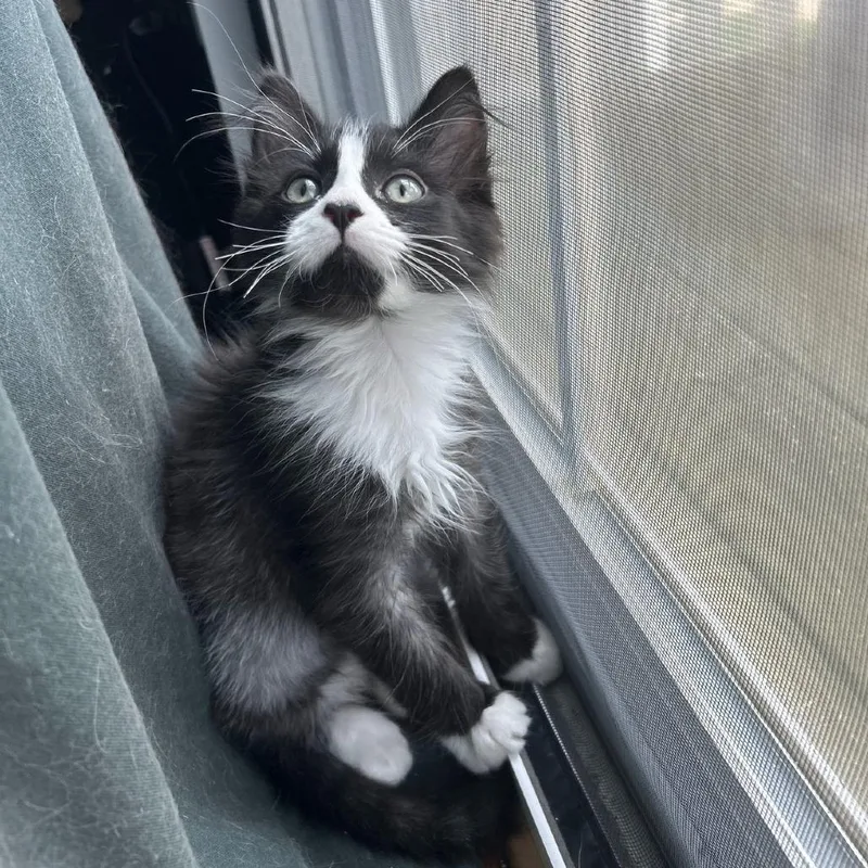 A baby small-sized male Black Domestic Medium Hair cat named Soup for adoption in Naperville, IL