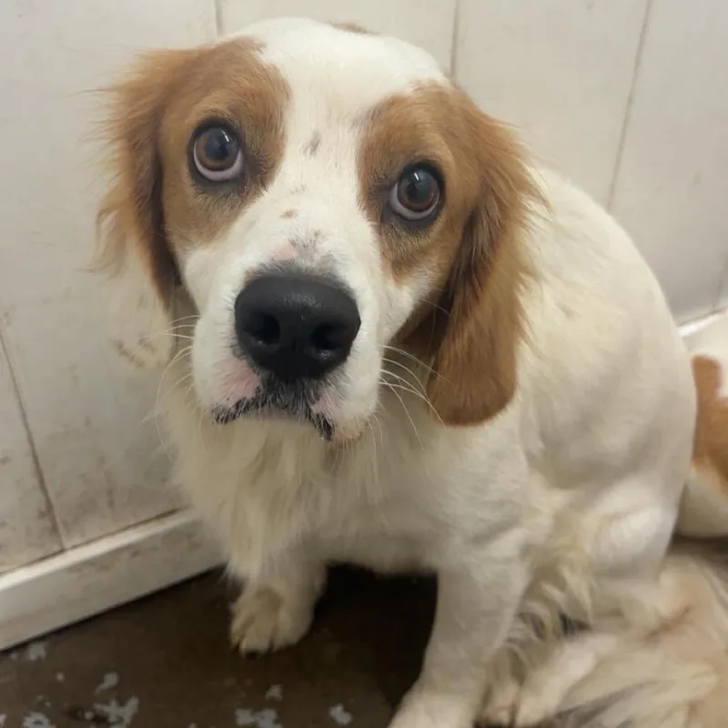 An adult medium-sized male White / Cream Mixed Breed dog named Shiloh for adoption in Huntington, WV