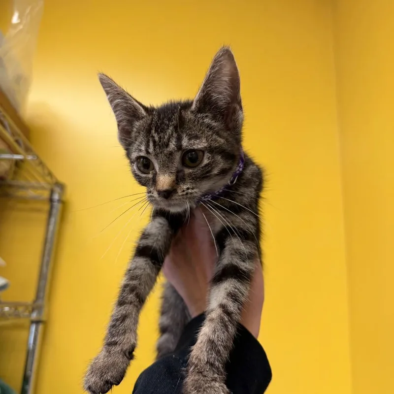 A baby small-sized female Domestic Short Hair cat named Lola for adoption in Red House, WV
