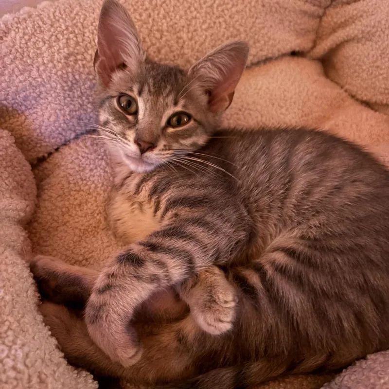 A baby small-sized male Gray / Blue / Silver Domestic Short Hair cat named Felix for adoption in Normal, IL