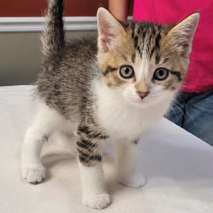 A baby small-sized male White Domestic Short Hair cat named Crowley for adoption in Mount Vernon, IN