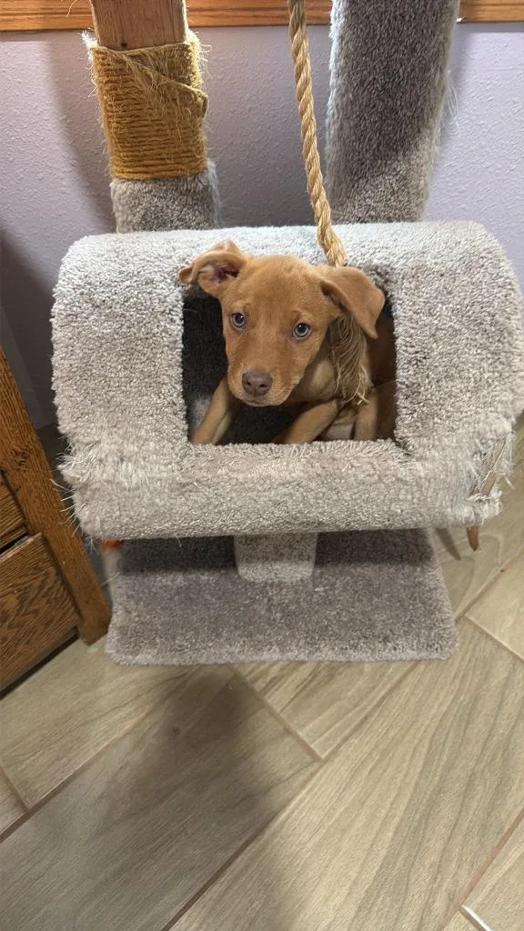 A baby medium-sized female Labrador Retriever dog named Gypsy for adoption in Rockford, IL
