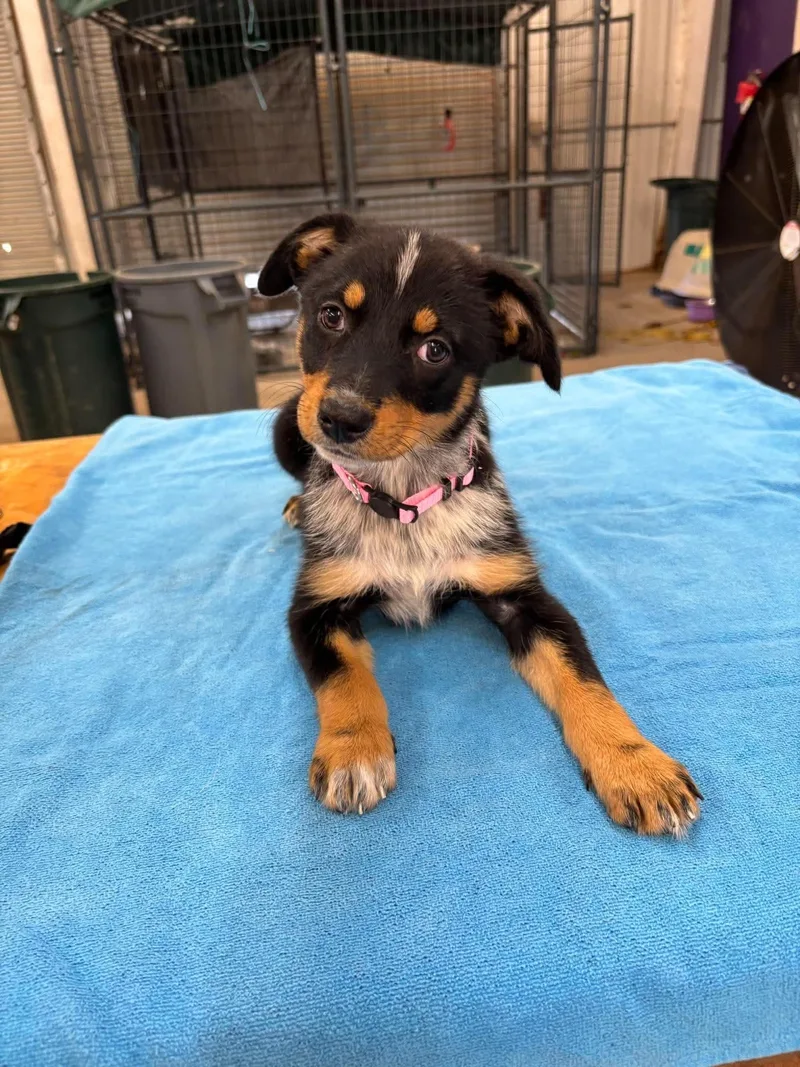 A baby small-sized female Dachshund dog named Alanis for adoption in Panama City, FL