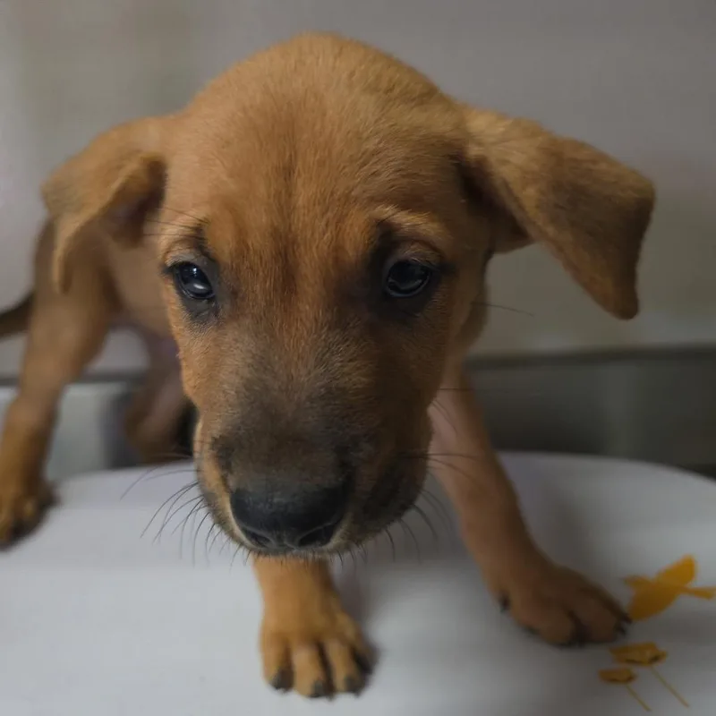 A baby small-sized male Retriever dog named Goldfish for adoption in San Antonio, TX