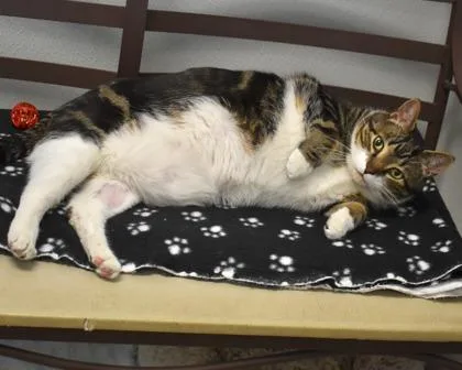 An adult small-sized male Domestic Short Hair cat named Cj for adoption in West Seneca, NY