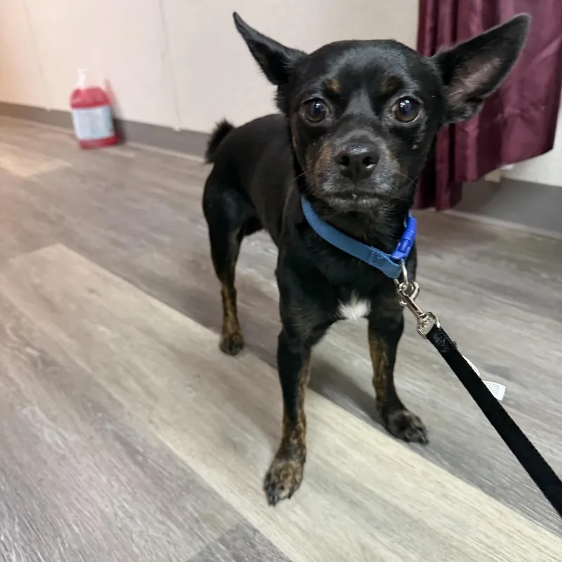 An adult small-sized male Black Chihuahua dog named Colonel Mustard for adoption in Pensacola, FL