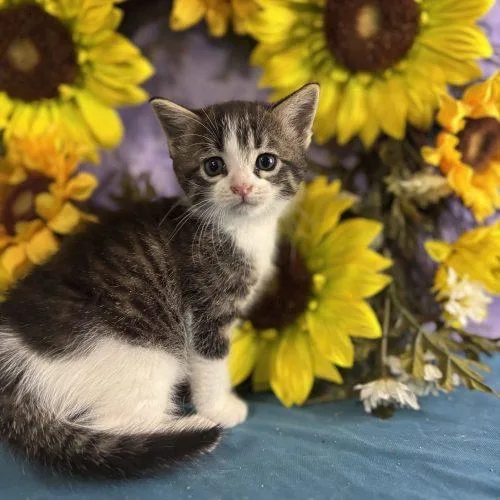 A baby small-sized female Tabby (Gray / Blue / Silver) Domestic Short Hair cat named Honey Smacks for adoption in Toms River, NJ