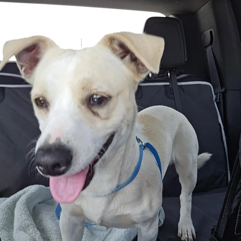 A young small-sized male Apricot / Beige Beagle dog named Oso for adoption in Greenville, SC
