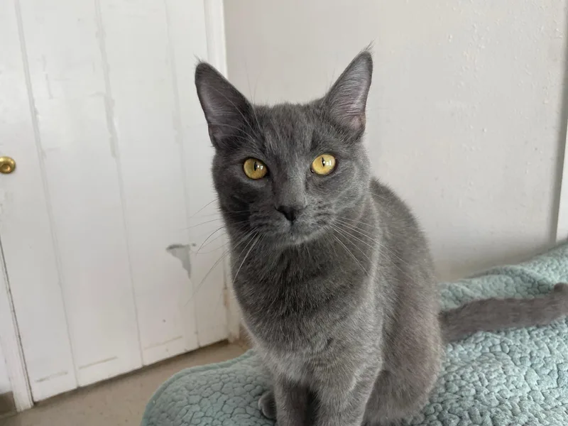 A baby medium-sized male Gray / Blue / Silver Domestic Short Hair cat named Archie for adoption in Midway City, CA