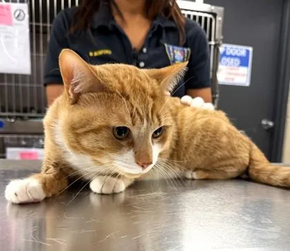 An adult large-sized male Domestic Short Hair cat named Orville Redenbacher for adoption in Hamilton, NJ