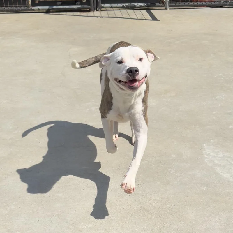 A young medium-sized male Pit Bull Terrier dog named Beckham for adoption in Birmingham, AL