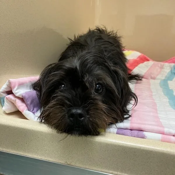 Svasstray_ thumbnail 2