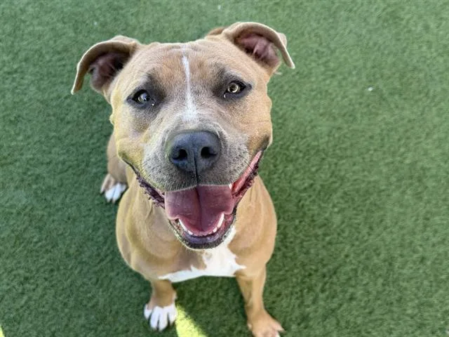 A young medium-sized female Pit Bull Terrier dog named Gucci for adoption in Tustin, CA