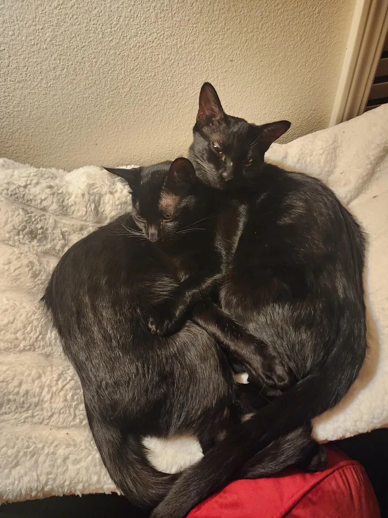 Smorsey And Bitty Bean