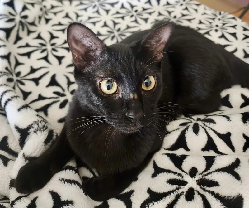 Smorsey And Bitty Bean thumbnail 3