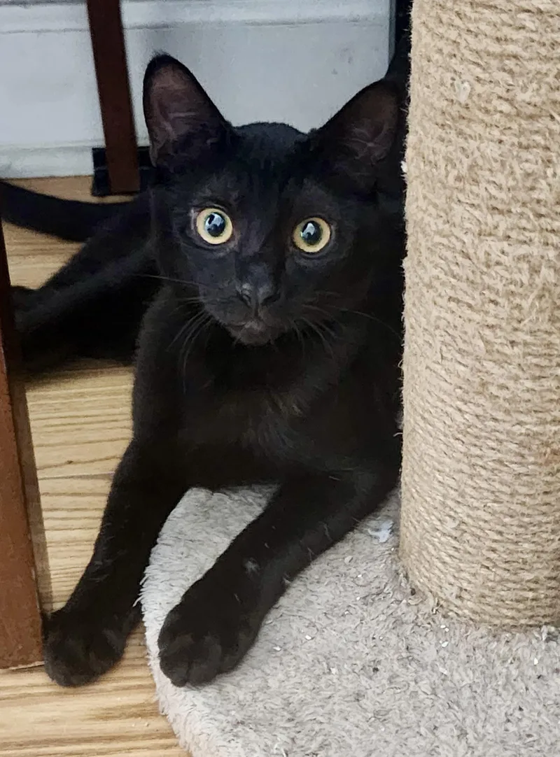 Smorsey And Bitty Bean thumbnail 4