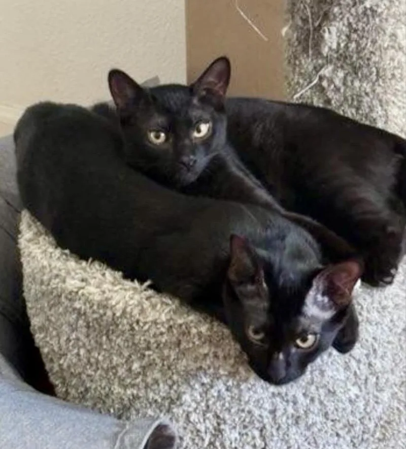 Smorsey And Bitty Bean thumbnail 5