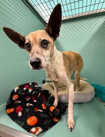 An adult small-sized female Chihuahua dog named Peggy Sue for adoption in Seagoville, TX