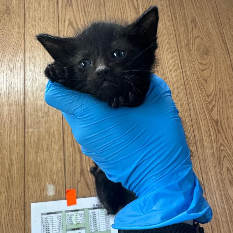 Monopoly thumbnail 2