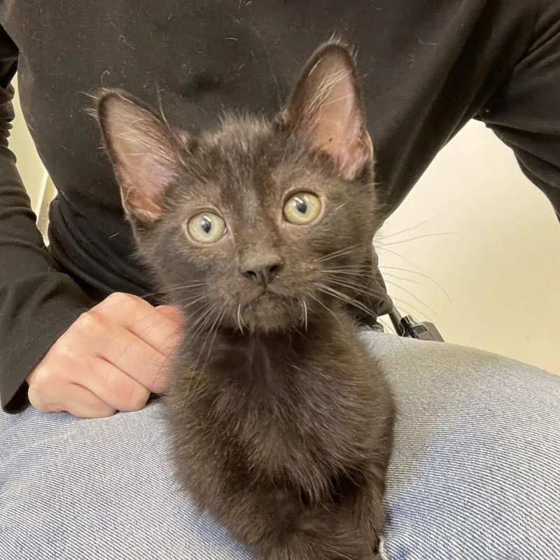 Monopoly thumbnail 3