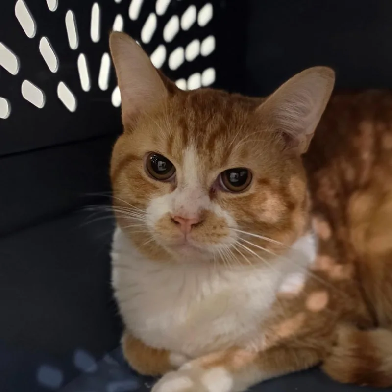 A young medium-sized male Orange / Red Domestic Short Hair cat named Mao for adoption in Muncie, IN