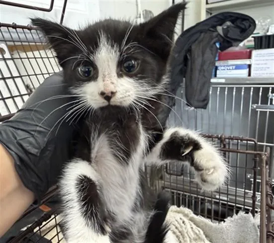A baby small-sized male Domestic Short Hair cat named Benny for adoption in San Bernardino, CA