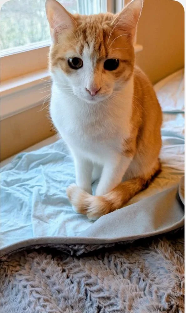 A young medium-sized male Orange & White Domestic Short Hair cat named Jack for adoption in Salisbury, NC
