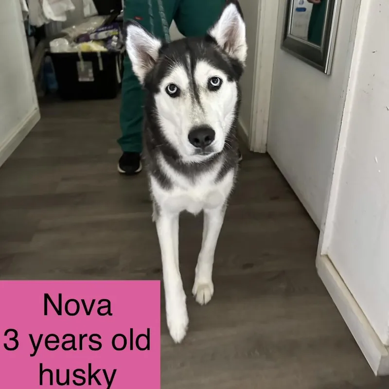 Nova