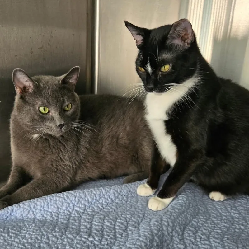 An adult medium-sized male Domestic Short Hair cat named Grey and Spicy for adoption in Dickinson, ND