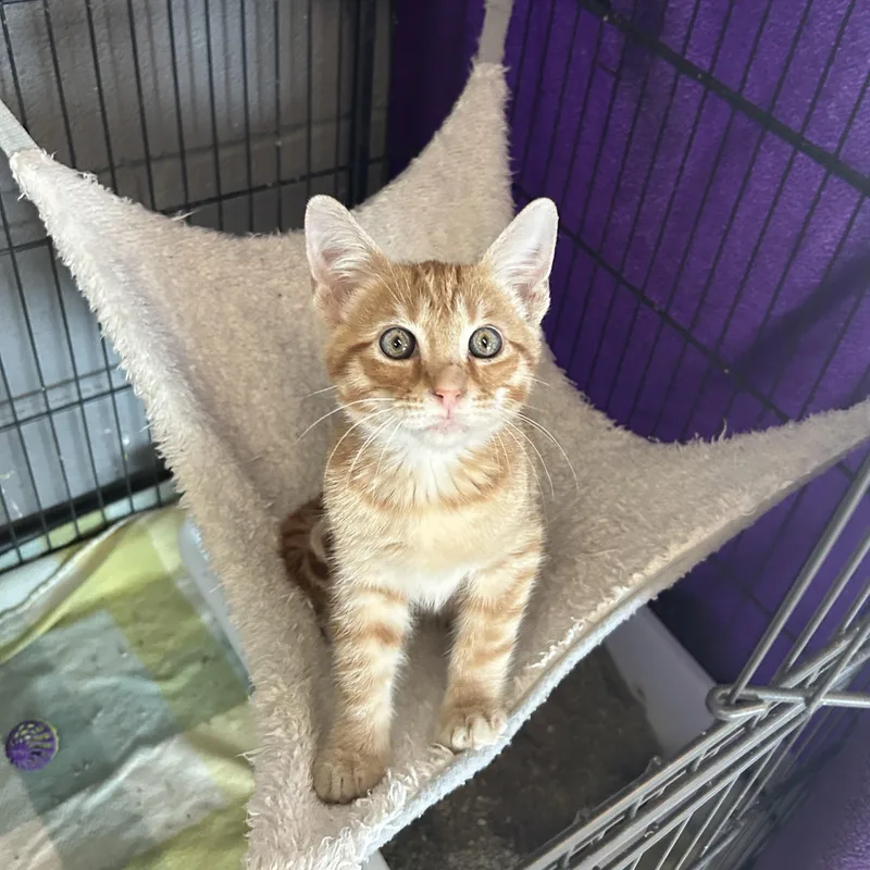 A baby medium-sized male Tabby (Orange / Red) American Shorthair cat named Rowan for adoption in Gainesville, TX