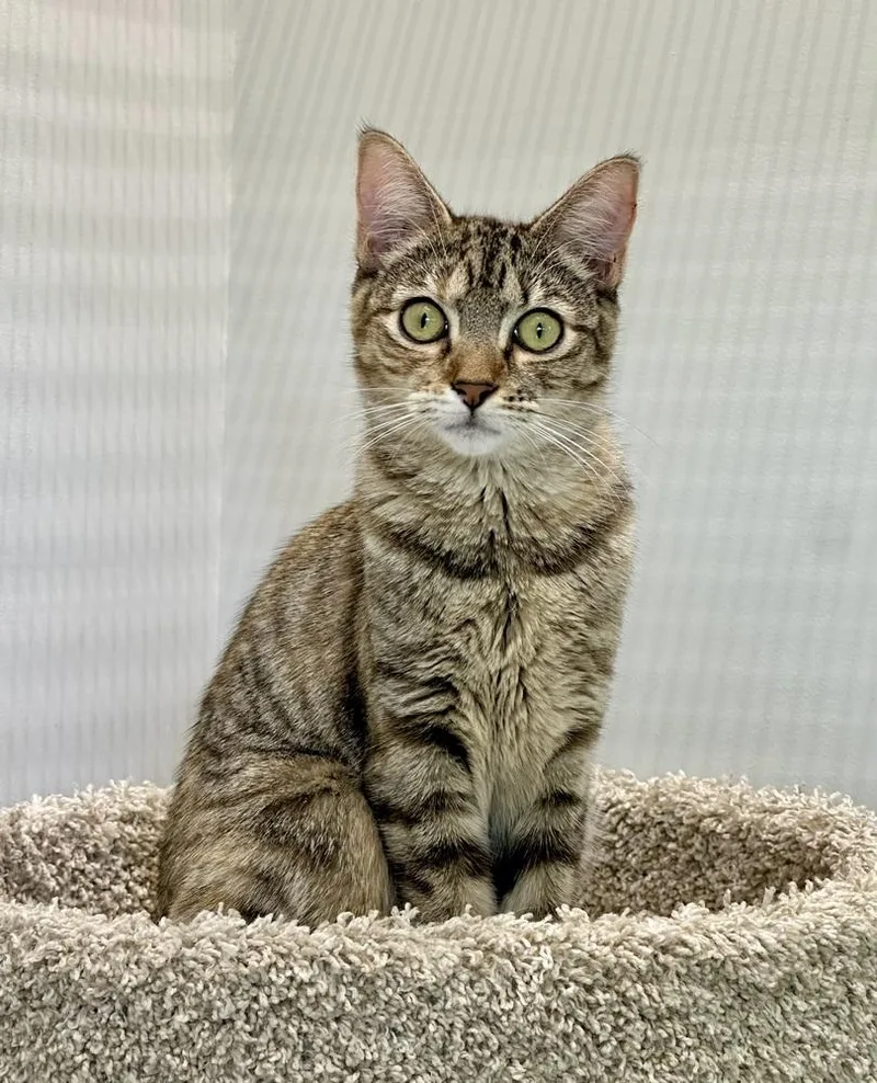 Misty Quigley thumbnail 2