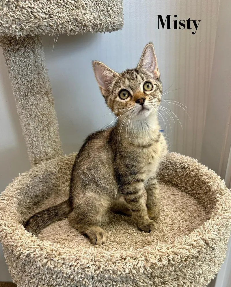 Misty Quigley thumbnail 3