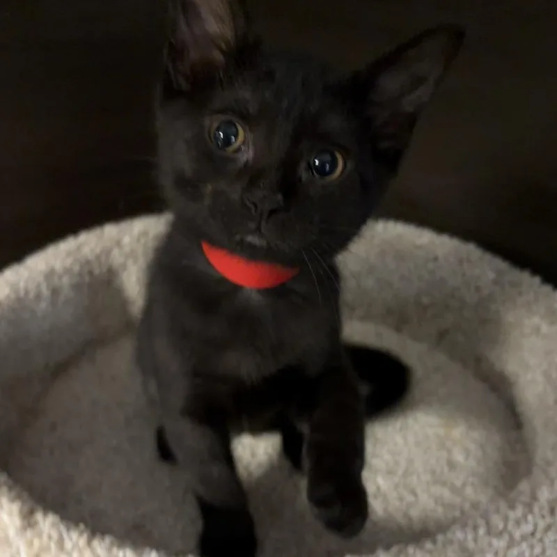 A baby small-sized female Black Domestic Short Hair cat named Heart for adoption in Hamburg, NY