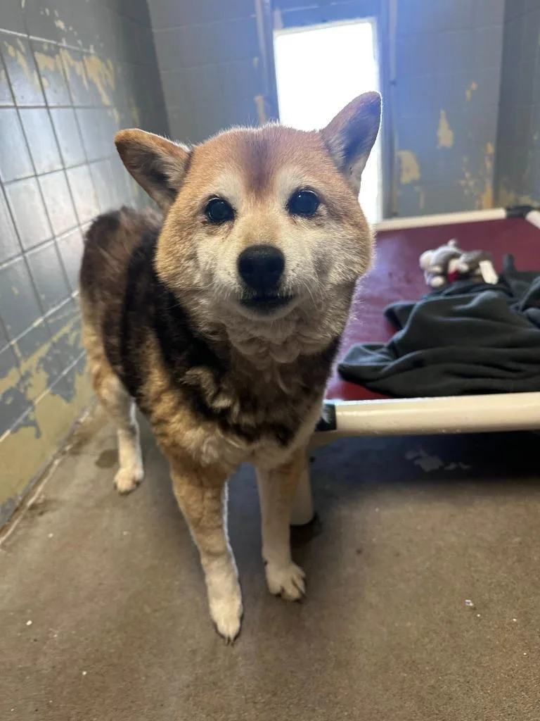 A senior medium-sized female Shiba Inu dog named Lacy for adoption in Marion, OH