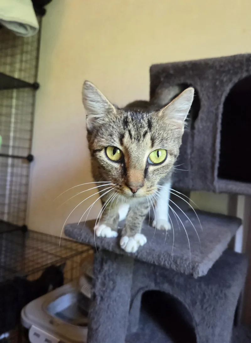 Tabitha