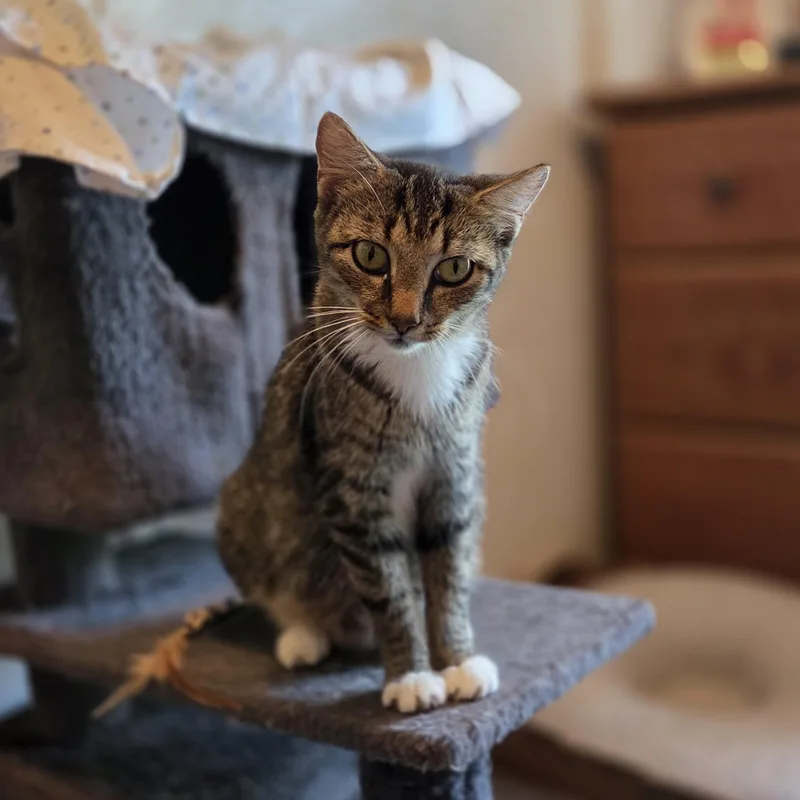 Tabitha thumbnail 5