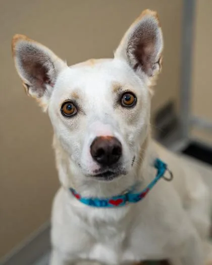 An adult medium-sized female Husky dog named Bolt for adoption in Pequot Lakes, MN