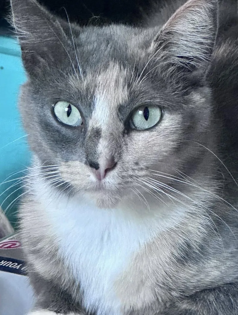 A young small-sized female Calico cat named Sweetie C Jones for adoption in Saunderstown, RI
