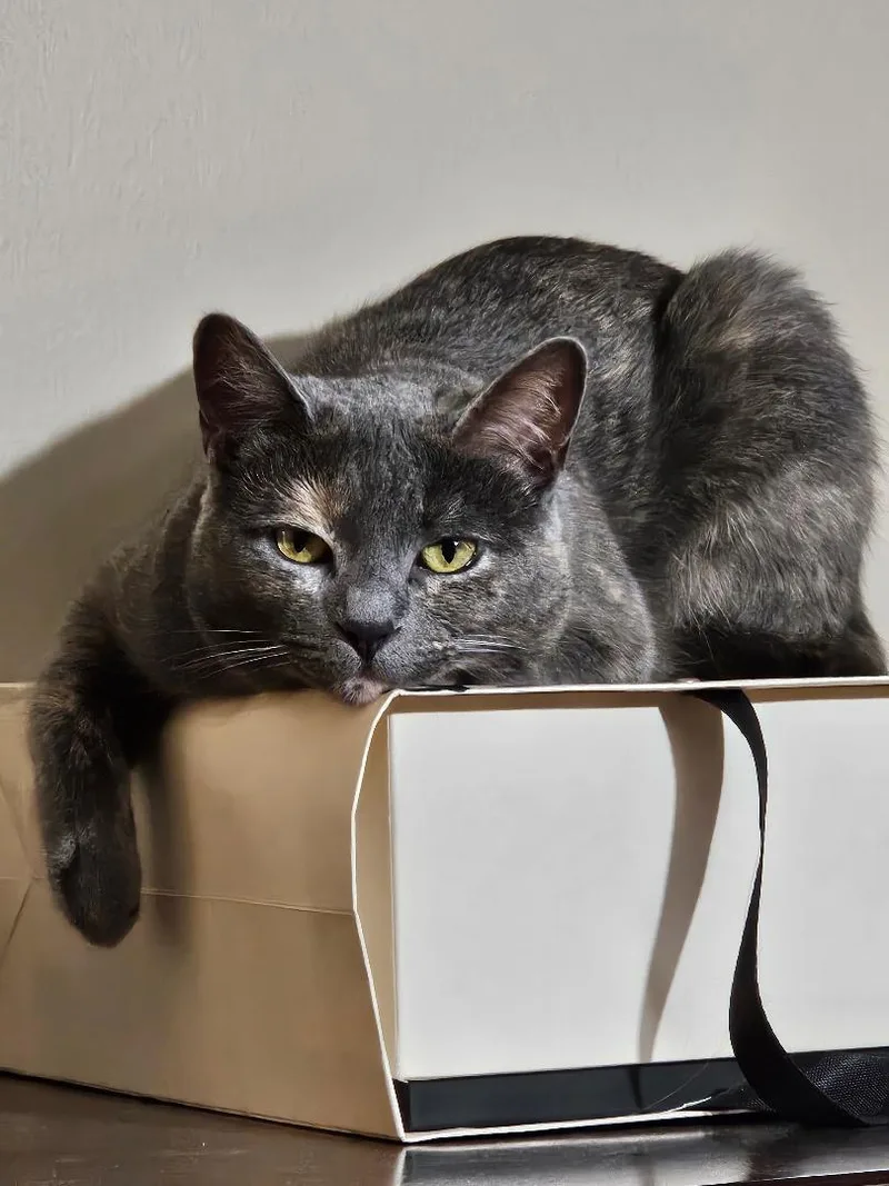 Marbles Os thumbnail 3